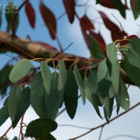 Cider Gum Eucalyptus